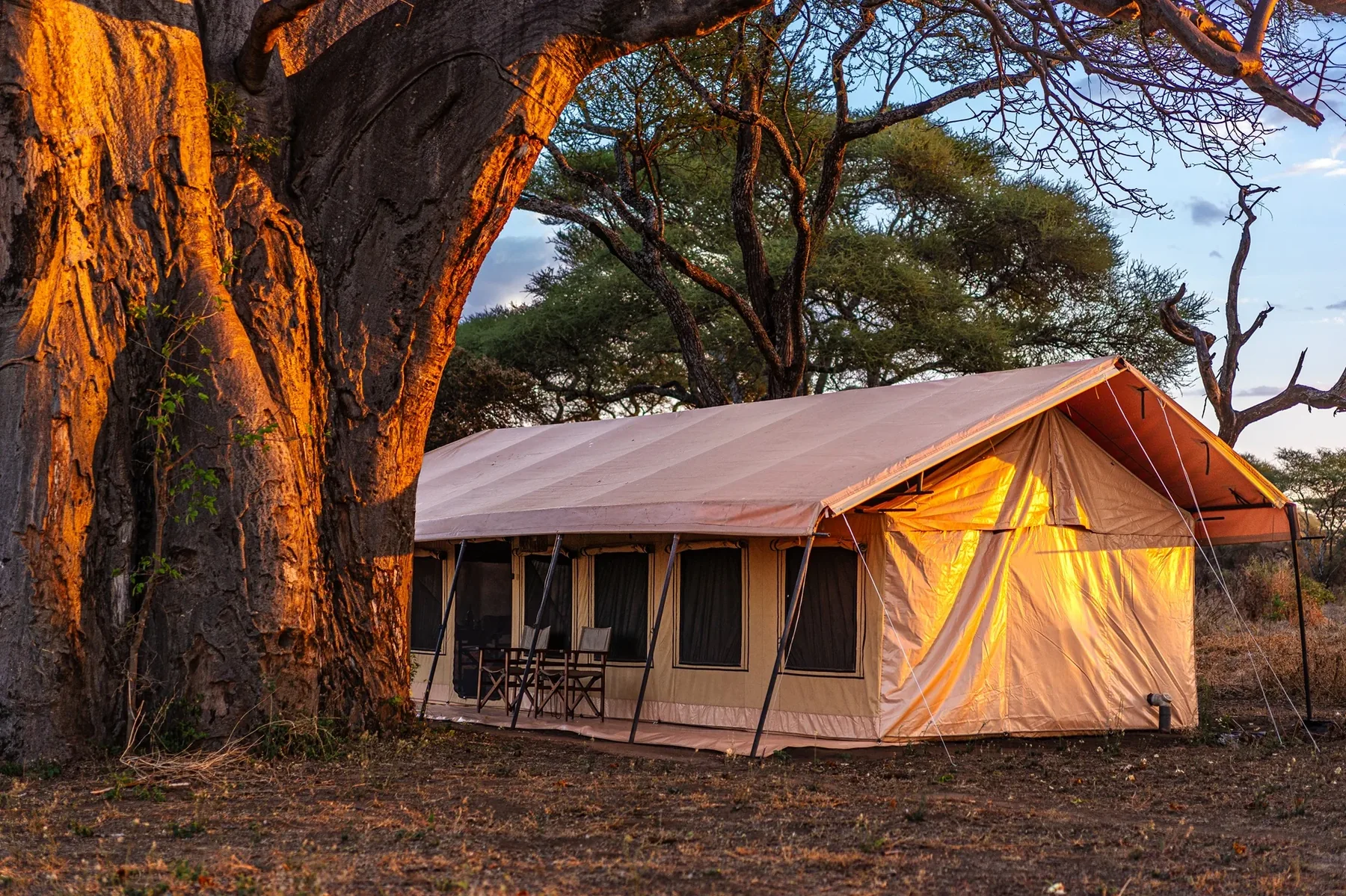 Canvas tent beneath a baobab tree at Baobab Tented Camp Tarangire