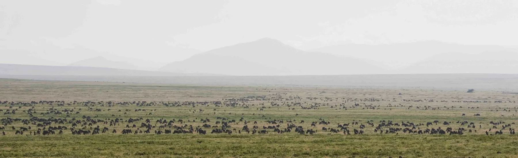 Open southern Serengeti plains around Ndutu Kati Kati Tented Camp