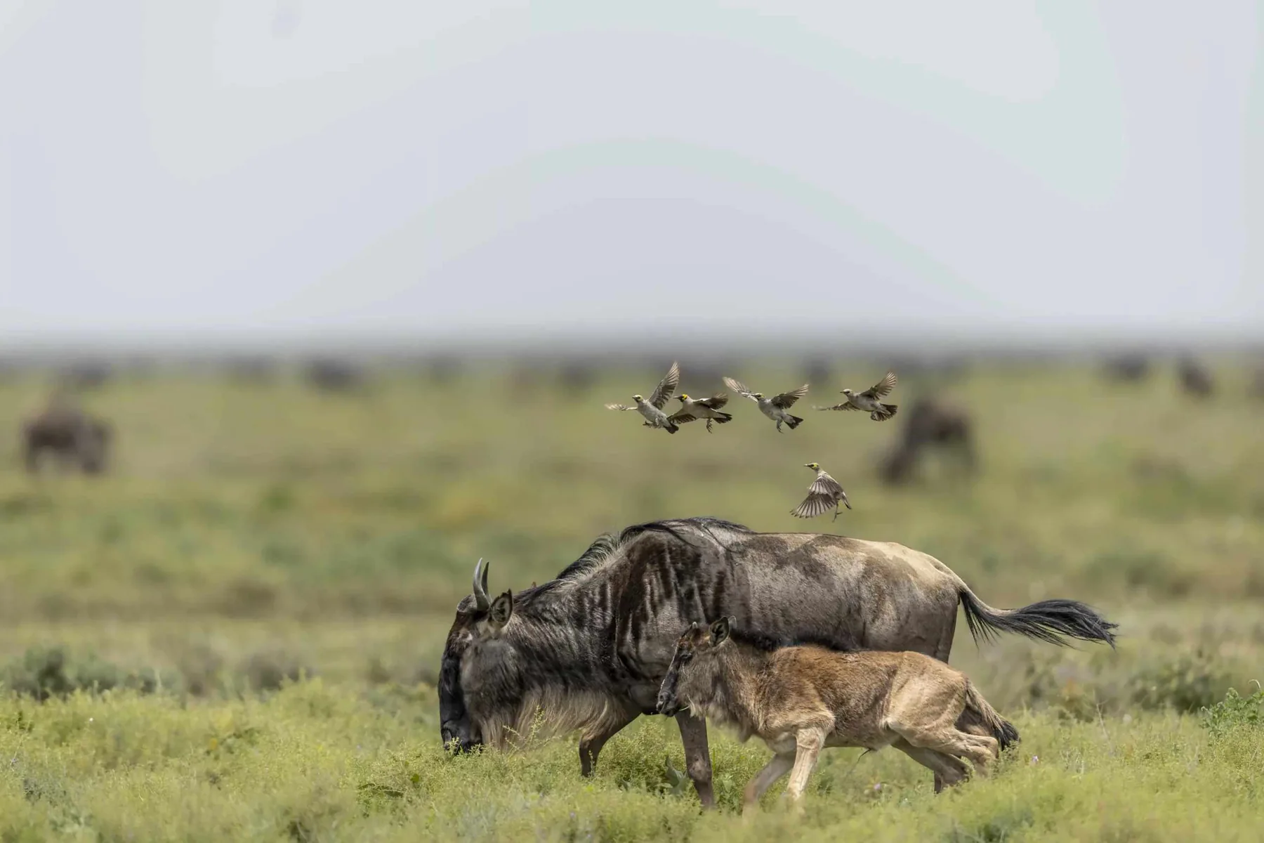 Wildebeest and calf grazing on the Ndutu plains