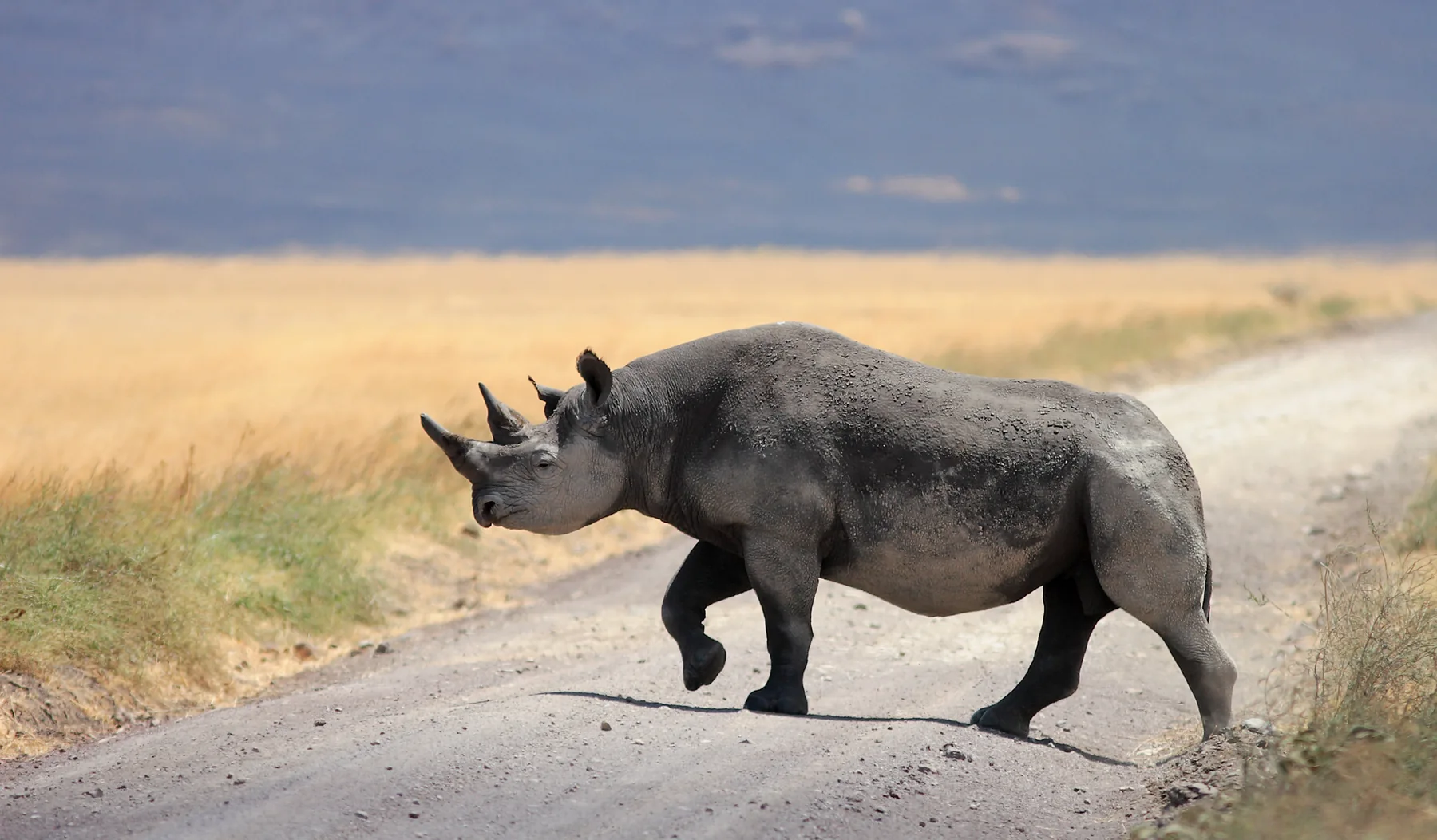 Black rhinoceros crossing a track in Ngorongoro Crater
