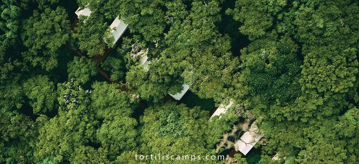 Aerial view of tent roofs among trees at Ngorongoro Tortilis Camp