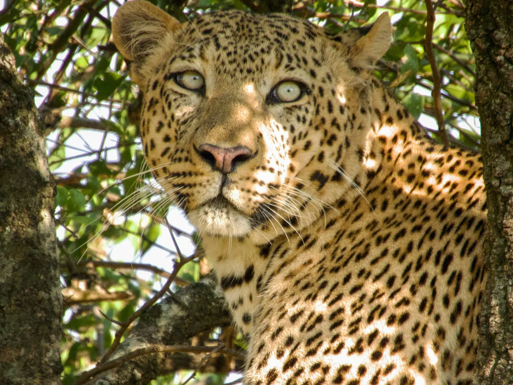 Leopard resting in a leafy tree in Serengeti National Park