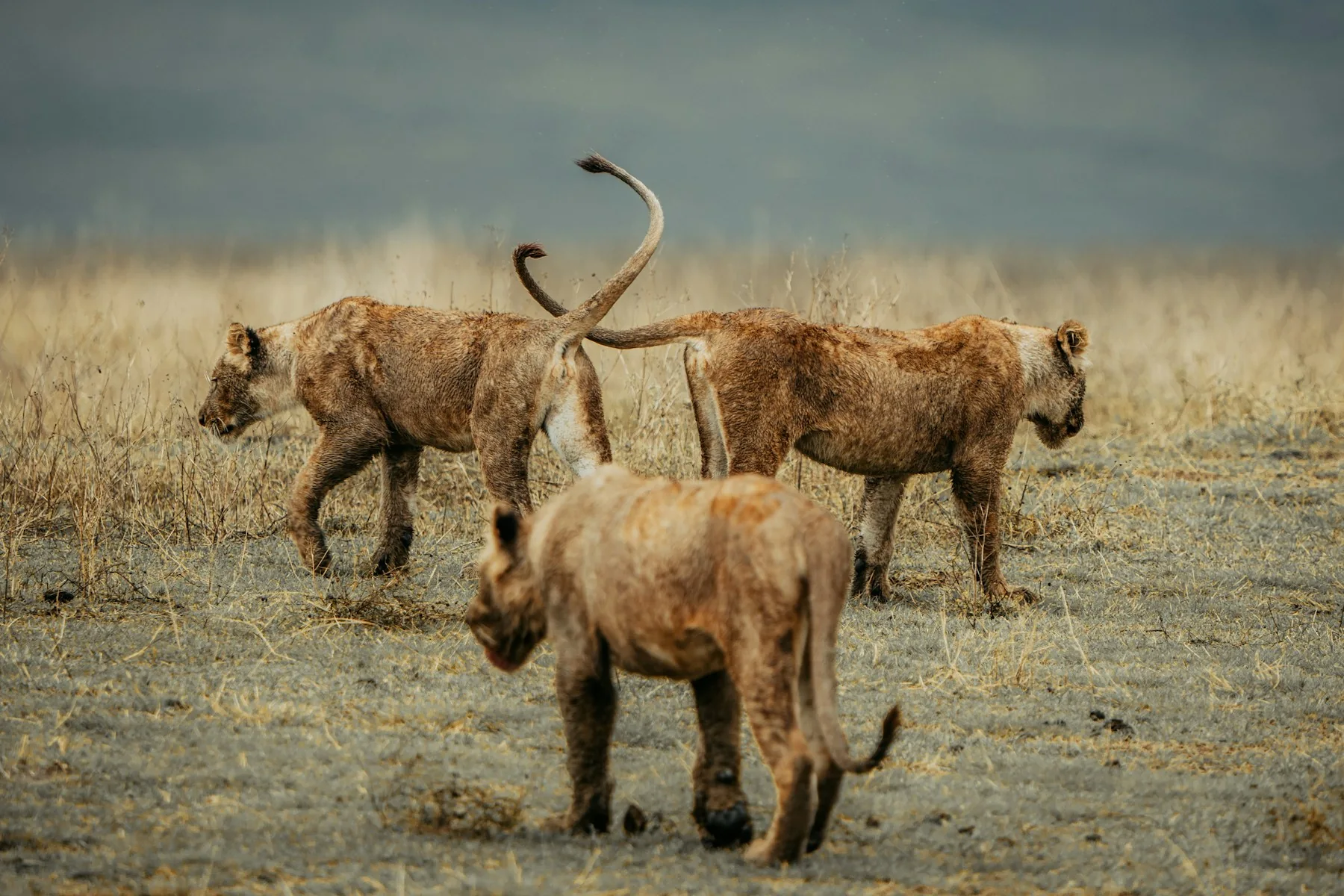 Three lions walking across grassland in Ngorongoro Crater