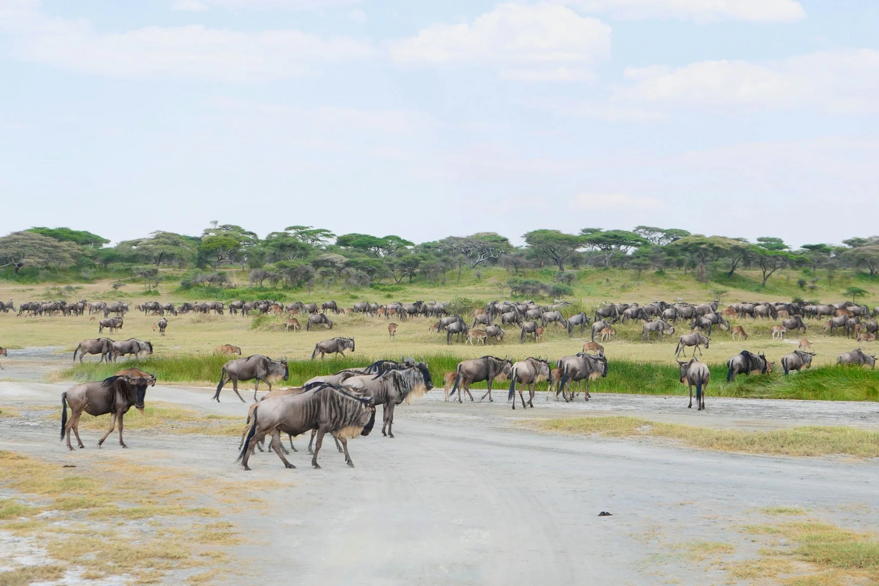 Wildebeest in shallow water and grassland in Serengeti National Park