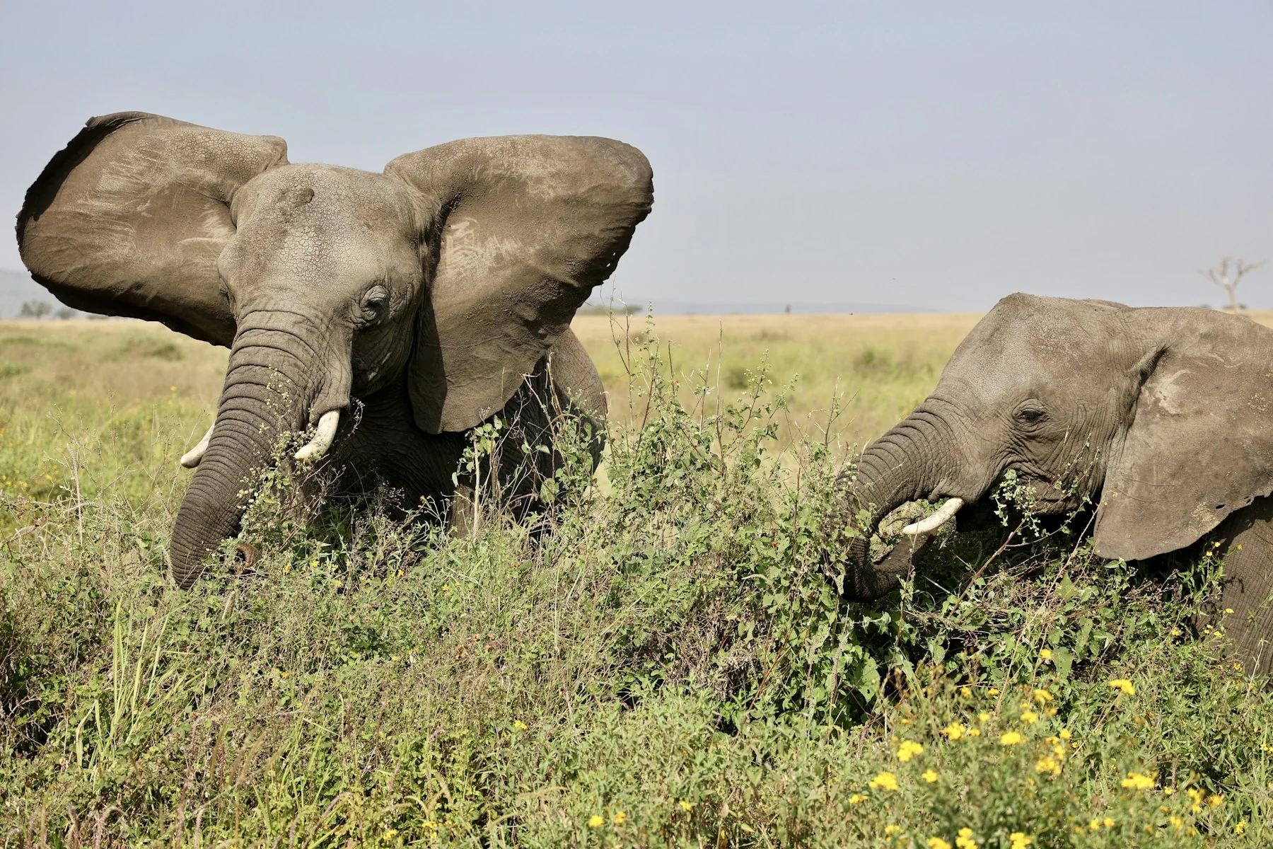 Elephants among grasses and yellow flowers in Tarangire