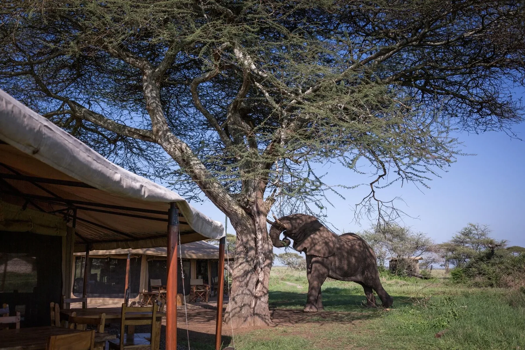 Mawe Tented Camp — Serengeti National Park · Tanzania