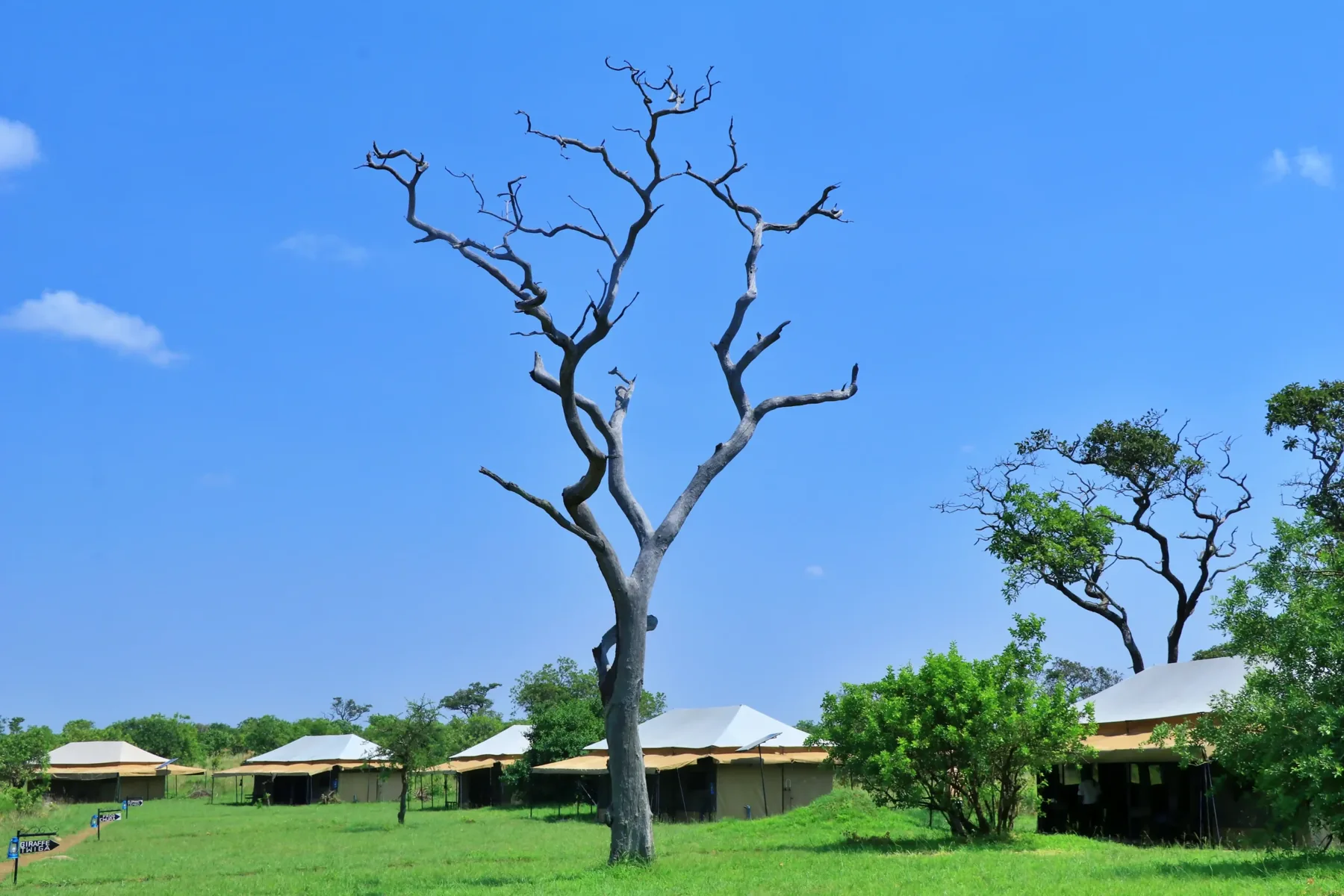 Guest tents at Tanzania Bush Camps Mara River