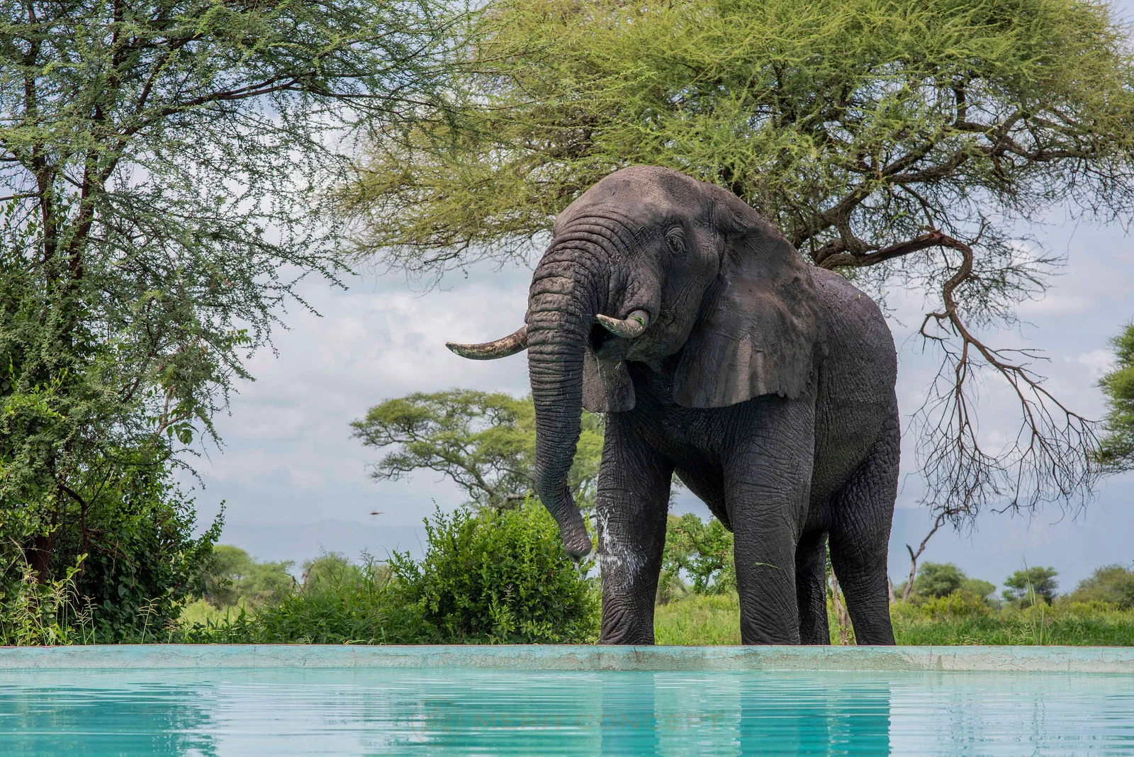 Tarangire Simba Lodge