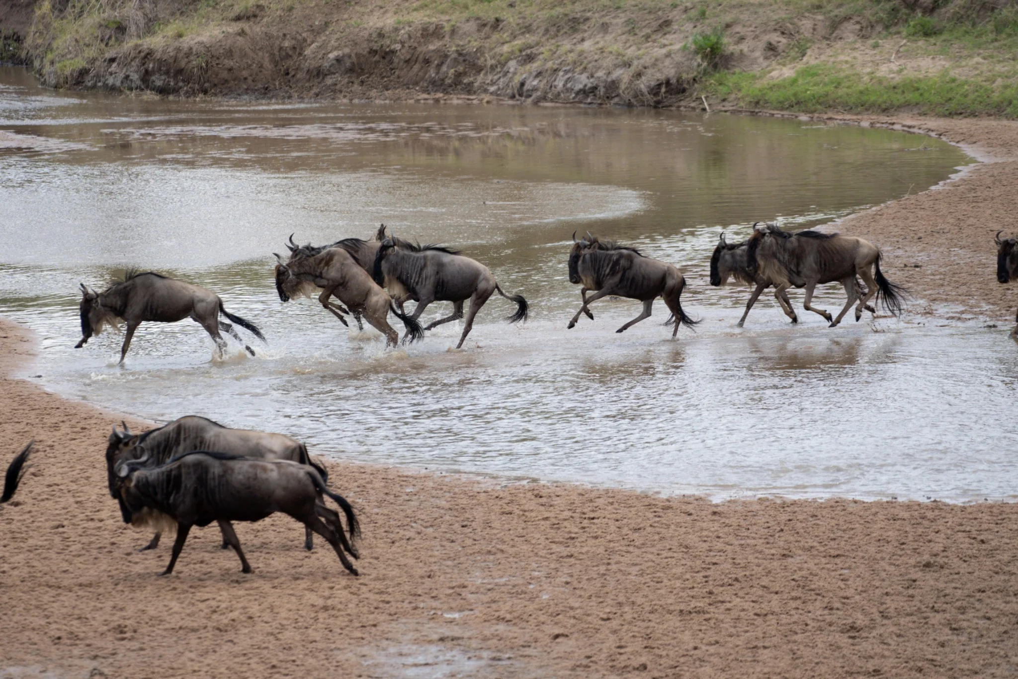 Wildebeest splash through shallow river water towards a sandy bank.