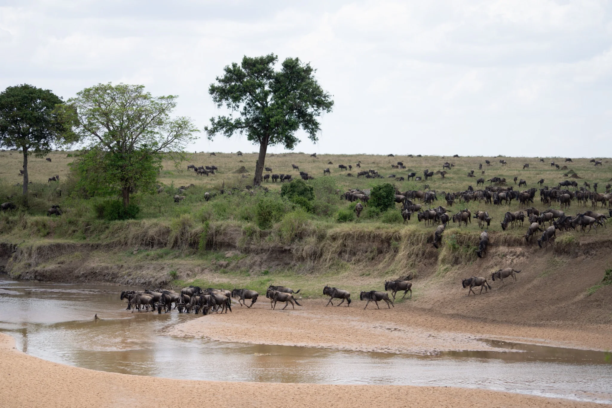 Wildebeest gather on a grassy slope and descend an exposed bank towards the river.